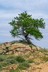 Rock Formations and Trees in Rocky Mountains of Wyoming Countryside