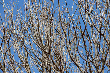 dry tree branches texture on blue sky background