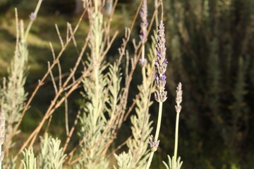 Fototapeta premium Isolated Lavender flower in winter, South Australia
