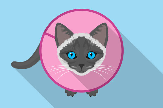 Funny gray cat wearing protective Elizabethan collar