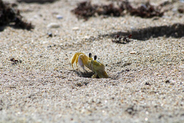 Crab on beach