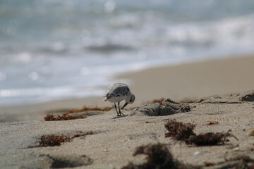 bird on beach