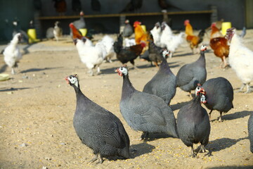 The courtyard guinea fowl