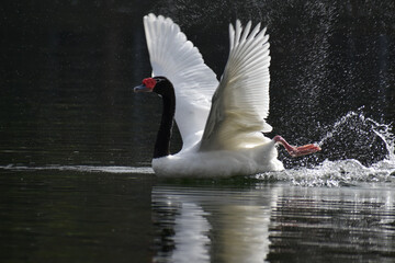 black-necked swan (Cygnus melancoryphus) in a park in Buenos Aires