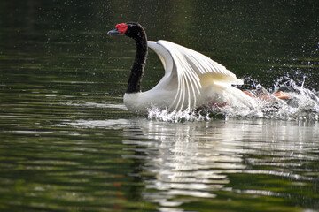 black-necked swan (Cygnus melancoryphus) in a park in Buenos Aires