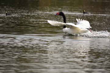 Fototapeta premium black-necked swan (Cygnus melancoryphus) in a park in Buenos Aires