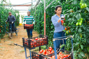 Obraz premium Focused Latina working in farm glasshouse in spring, harvesting fresh red tomatoes. Growing of industrial vegetable cultivars