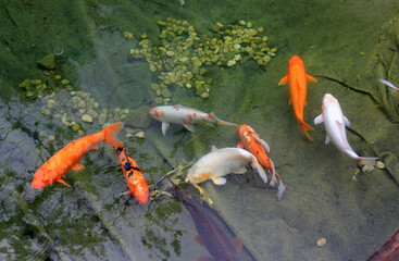 Colorful decorative fishes in the pond