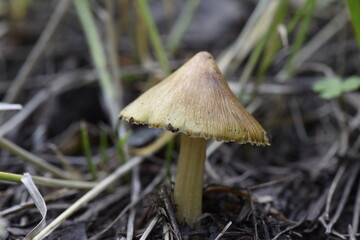 Mushroom found in Wasatch National Forest Utah between Silver Lake and Lake Solitude