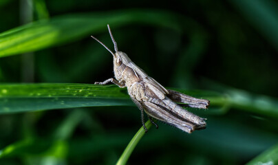 Braune Grashüpfer [Chorthippus brunneus]