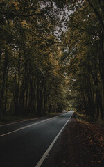 Fototapeta premium road in autumn forest