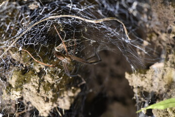 Funnel spider on Banaue, Ifugao, in the Philippines