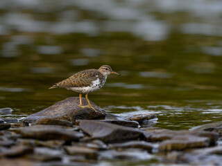 Spotted Sandpiper foraging at the stony river bank in fall