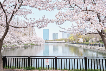 Obraz premium Osaka Castle Park in Cherry Blossom Season