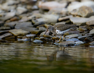 Spotted Sandpiper foraging at the stony river bank in fall