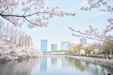 Osaka Castle Park in Cherry Blossom Season