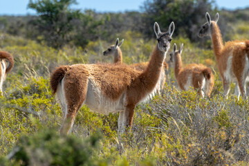 Guanaco silvestre en estepa patagonica, Peninsula Valdes