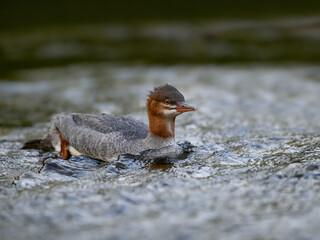 Female Common Merganser Swimming on the River