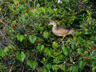 Wood Duck Standing on Shrub and Feasting on Service berries 