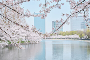 Osaka Castle Park in Cherry Blossom Season