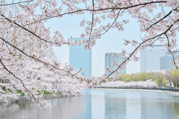 Osaka Castle Park in Cherry Blossom Season