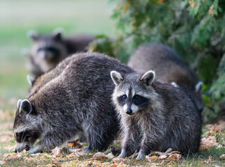 Young raccoon kit with its family closeup portrait in summer