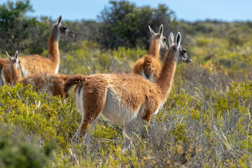 Guanaco silvestre en estepa patagonica, Peninsula Valdes