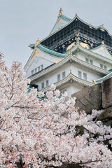 Naklejka premium Osaka Castle Park in Cherry Blossom Season