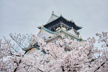 Fototapeta premium Osaka Castle Park in Cherry Blossom Season