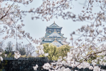 Osaka Castle Park in Cherry Blossom Season