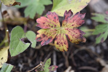 Fall colored foliage on the forest floor of Wasatch National Forest, Utah
