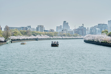 Naklejka premium Boat on the River with Sakura in Osaka, Japan