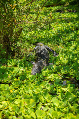 Alligator at the Everglades