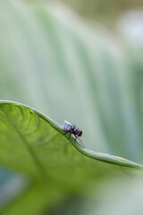 closeup photo with flies on green leaves