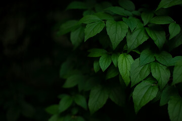 green foliage from shadow mystery darkness floral environment space garden view with empty space for your text or advertisement