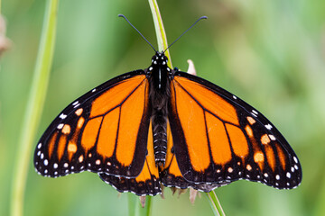 close up of a monarch butterfly