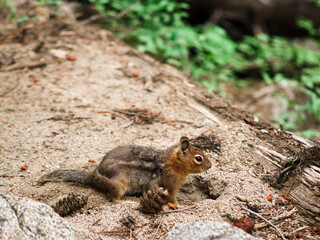 Chipmunk in the Woods