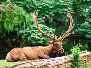 Elk in the Woods