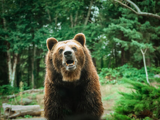 Grizzly Bear in the Woods