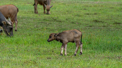Thai Water Buffalos 