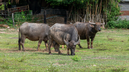 Thai Water Buffalos 