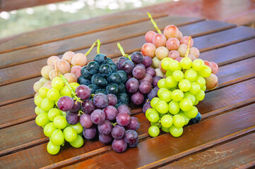 シャインマスカット　ぶどう狩り