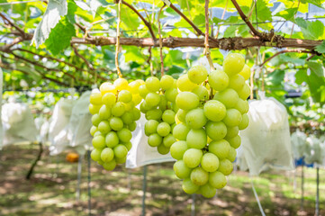 シャインマスカット　ぶどう狩り