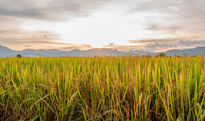 Rice field and sky background in the morning at sunrise time.