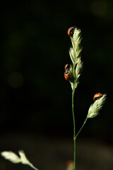 Four ladybugs on a grass seed head in the Utah mountains, Little Cottonwood Canyon