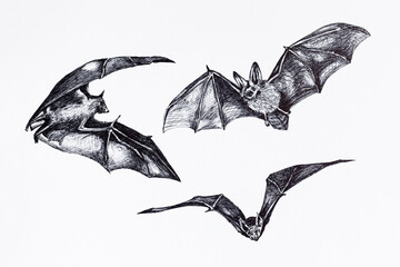 Collection sketch of bats. Hand drawing of flying bat, bat hanging upside down on white background. - obrazy, fototapety, plakaty