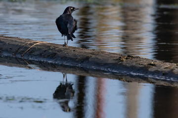 Brewer's Blackbird Pacing on a Partially Submerged Log