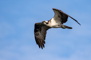 Obraz premium Osprey On the Hunt for a Fish