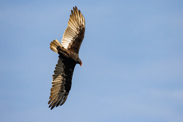 Obraz premium Turkey Vulture Wheels Overhead in Search of Something Dead