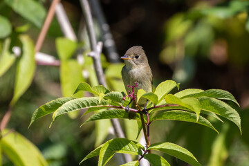 Pacific-Slope Flycatcher Prepares to Eat the Last Berry